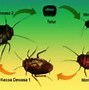 Metamorfosis Jangkrik Termasuk